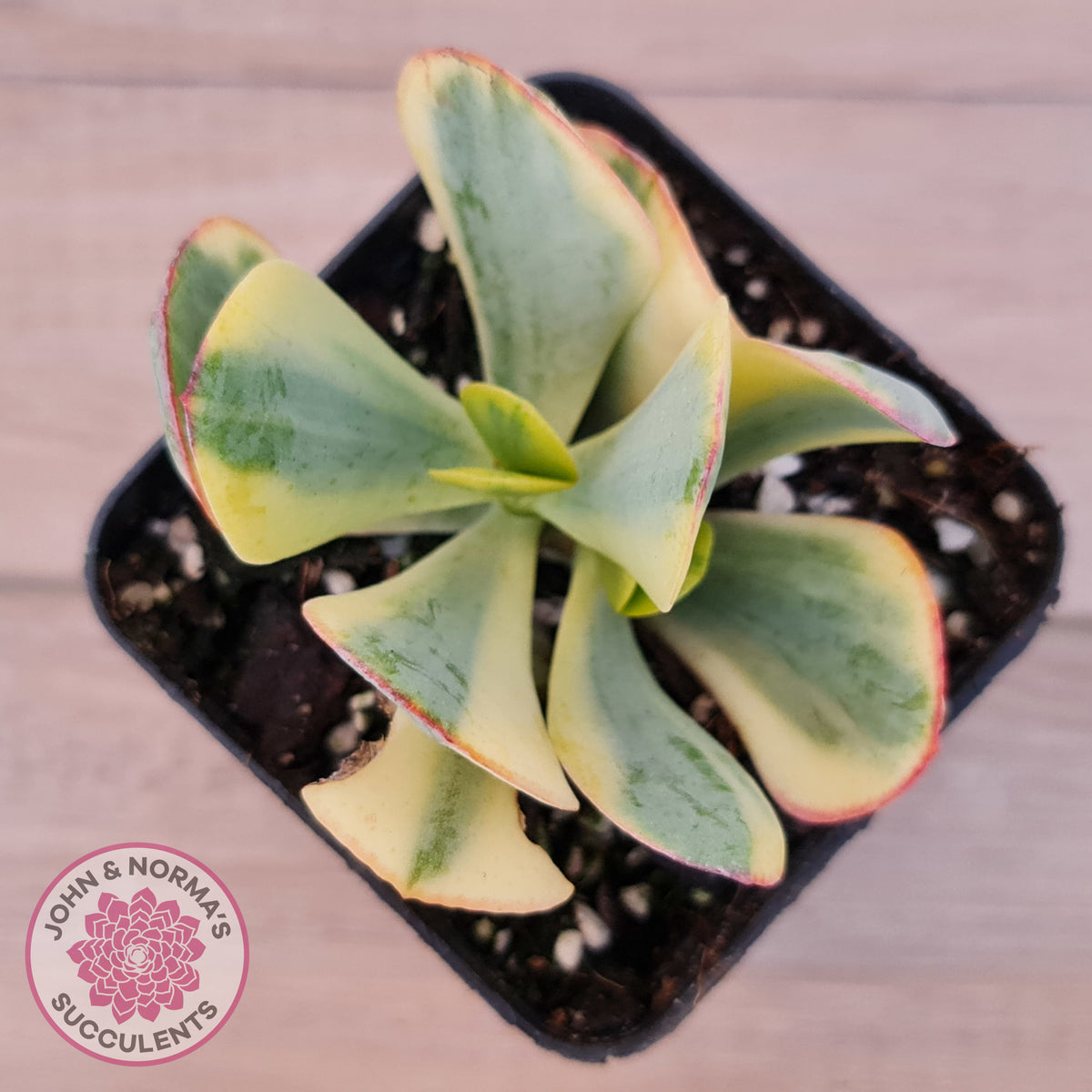Crassula Blue Bird variegated