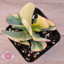 Load image into Gallery viewer, Crassula Blue Bird variegated