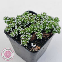 Load image into Gallery viewer, Crassula corallina