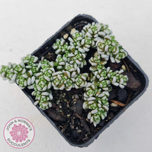 Load image into Gallery viewer, Crassula corallina