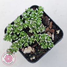 Load image into Gallery viewer, Crassula corallina