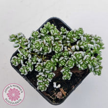 Load image into Gallery viewer, Crassula corallina