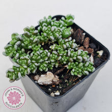 Load image into Gallery viewer, Crassula corallina