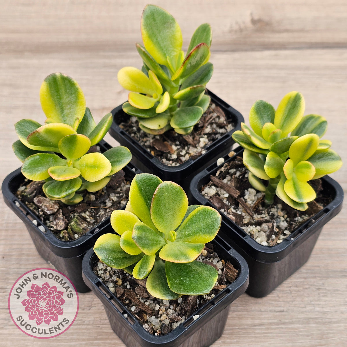 Crassula ovata 'Crosby's Compact' Variegata