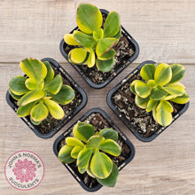 Load image into Gallery viewer, Crassula ovata 'Crosby's Compact' Variegata