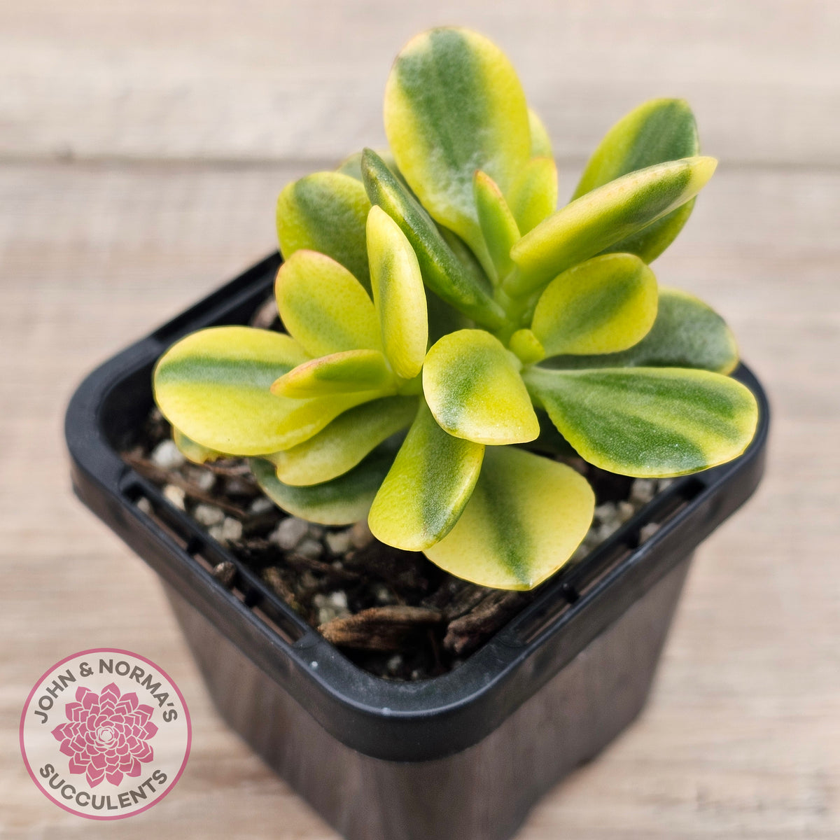 Crassula ovata 'Crosby's Compact' Variegata