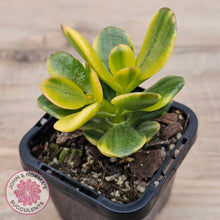Load image into Gallery viewer, Crassula ovata 'Crosby's Compact' Variegata
