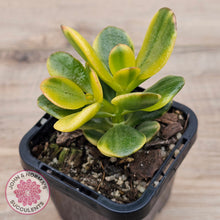 Load image into Gallery viewer, Crassula ovata 'Crosby's Compact' Variegata