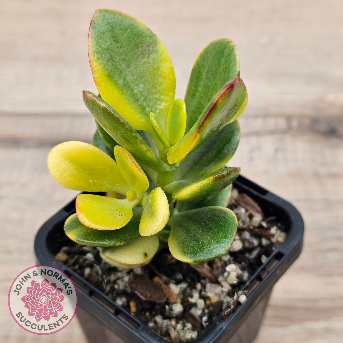 Crassula ovata 'Crosby's Compact' Variegata