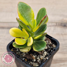 Load image into Gallery viewer, Crassula ovata 'Crosby's Compact' Variegata