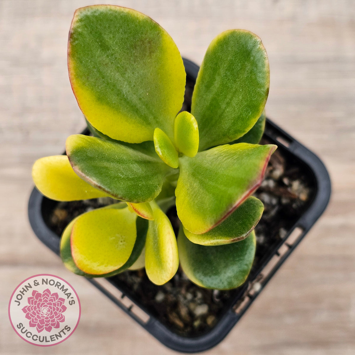 Crassula ovata 'Crosby's Compact' Variegata