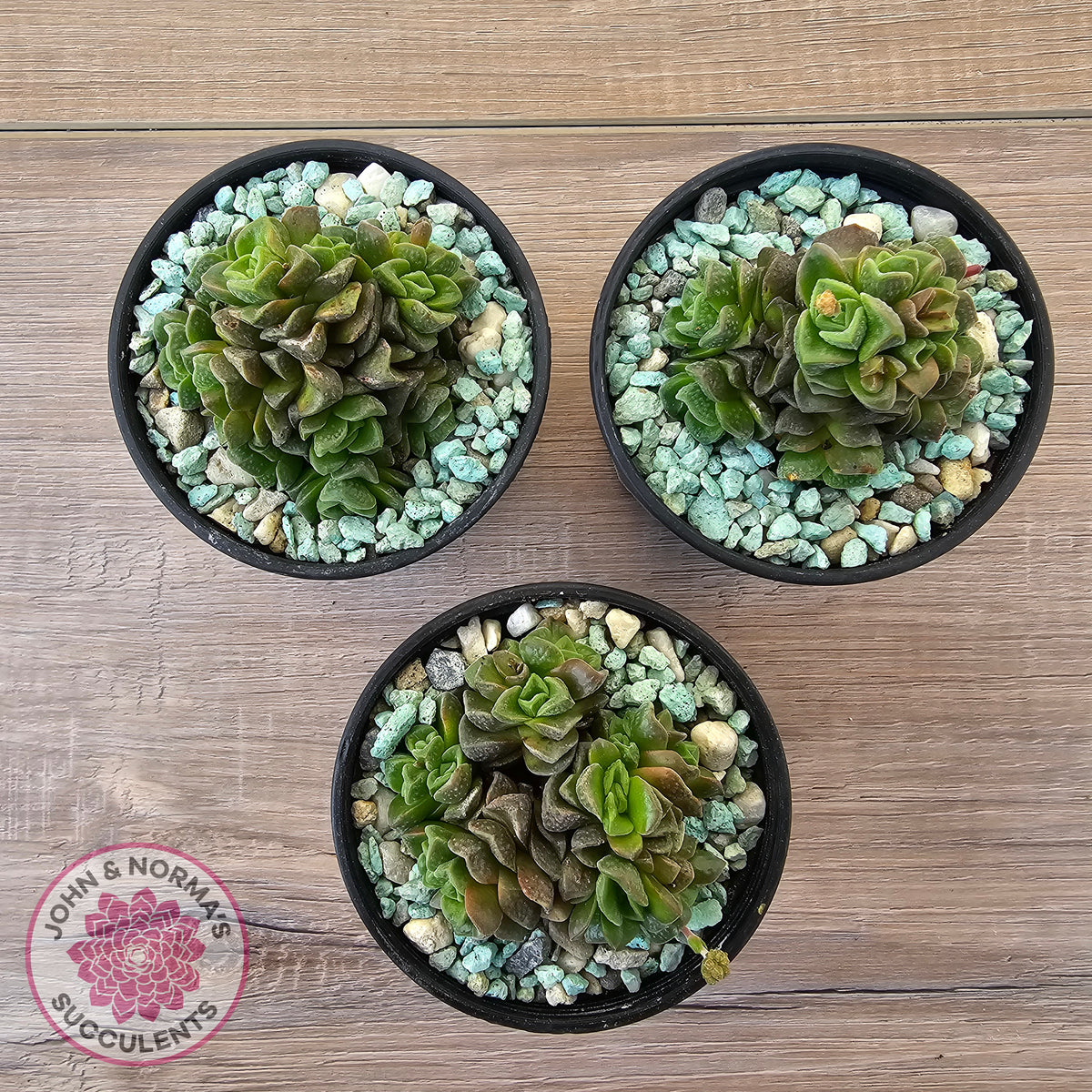 Crassula Dorothy