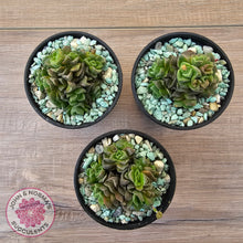 Load image into Gallery viewer, Crassula Dorothy