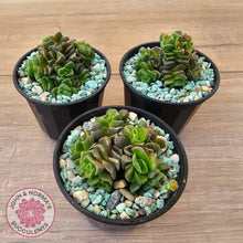Load image into Gallery viewer, Crassula Dorothy