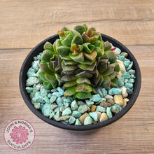Load image into Gallery viewer, Crassula Dorothy