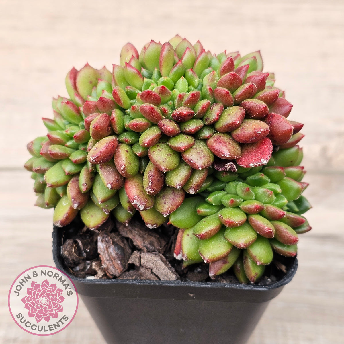 Cremneria 'Chubbs' Crested