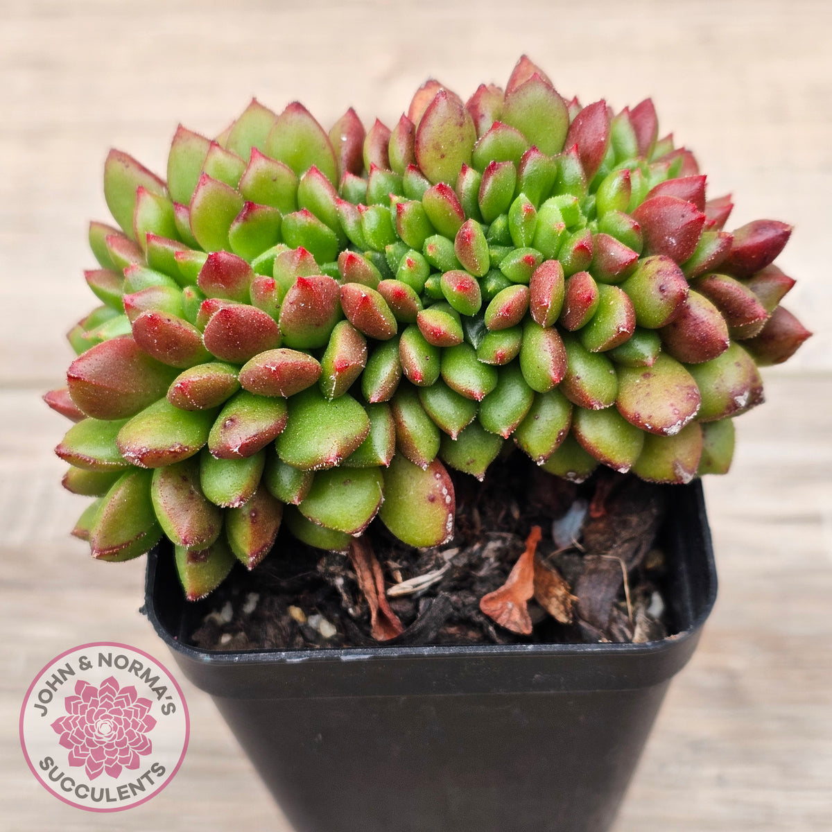Cremneria 'Chubbs' Crested