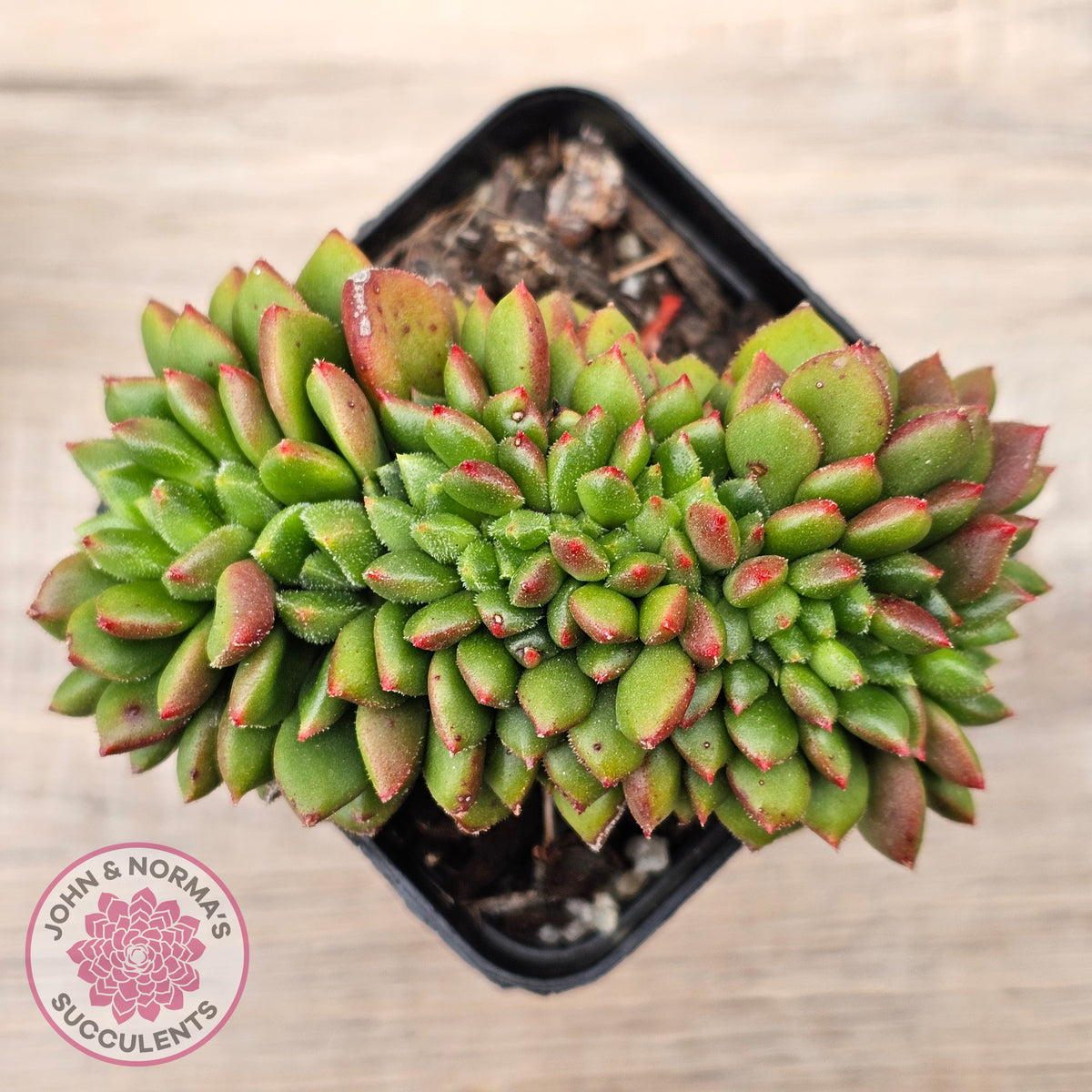Cremneria 'Chubbs' Crested