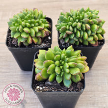 Load image into Gallery viewer, Cremneria 'Chubbs' Crested