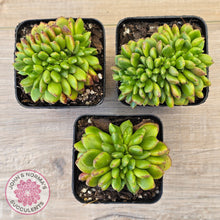 Load image into Gallery viewer, Cremneria 'Chubbs' Crested