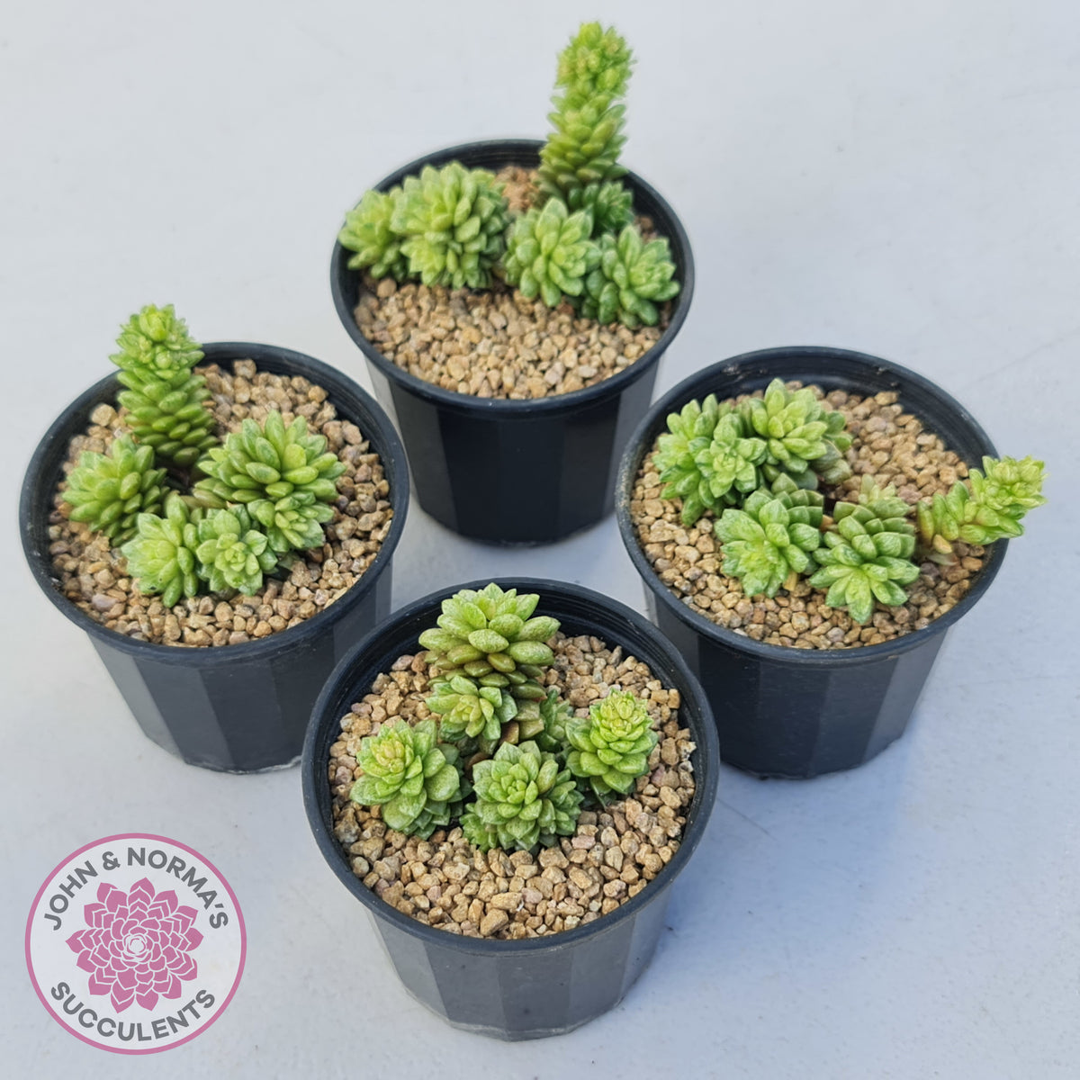 Cremnosedum Little Gem Variegata