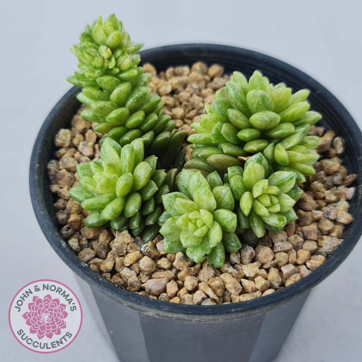 Cremnosedum Little Gem Variegata