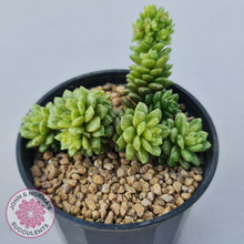 Load image into Gallery viewer, Cremnosedum Little Gem Variegata
