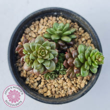 Load image into Gallery viewer, Cremnosedum Little Gem