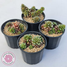 Load image into Gallery viewer, Cremnosedum Little Gem