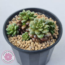 Load image into Gallery viewer, Cremnosedum Little Gem