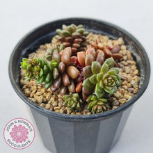 Load image into Gallery viewer, Cremnosedum Little Gem