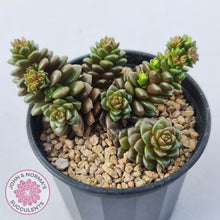 Load image into Gallery viewer, Cremnosedum Little Gem