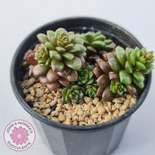 Load image into Gallery viewer, Cremnosedum Little Gem