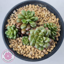 Load image into Gallery viewer, Cremnosedum Little Gem