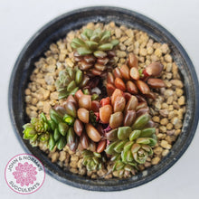 Load image into Gallery viewer, Cremnosedum Little Gem