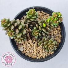 Load image into Gallery viewer, Cremnosedum Little Gem