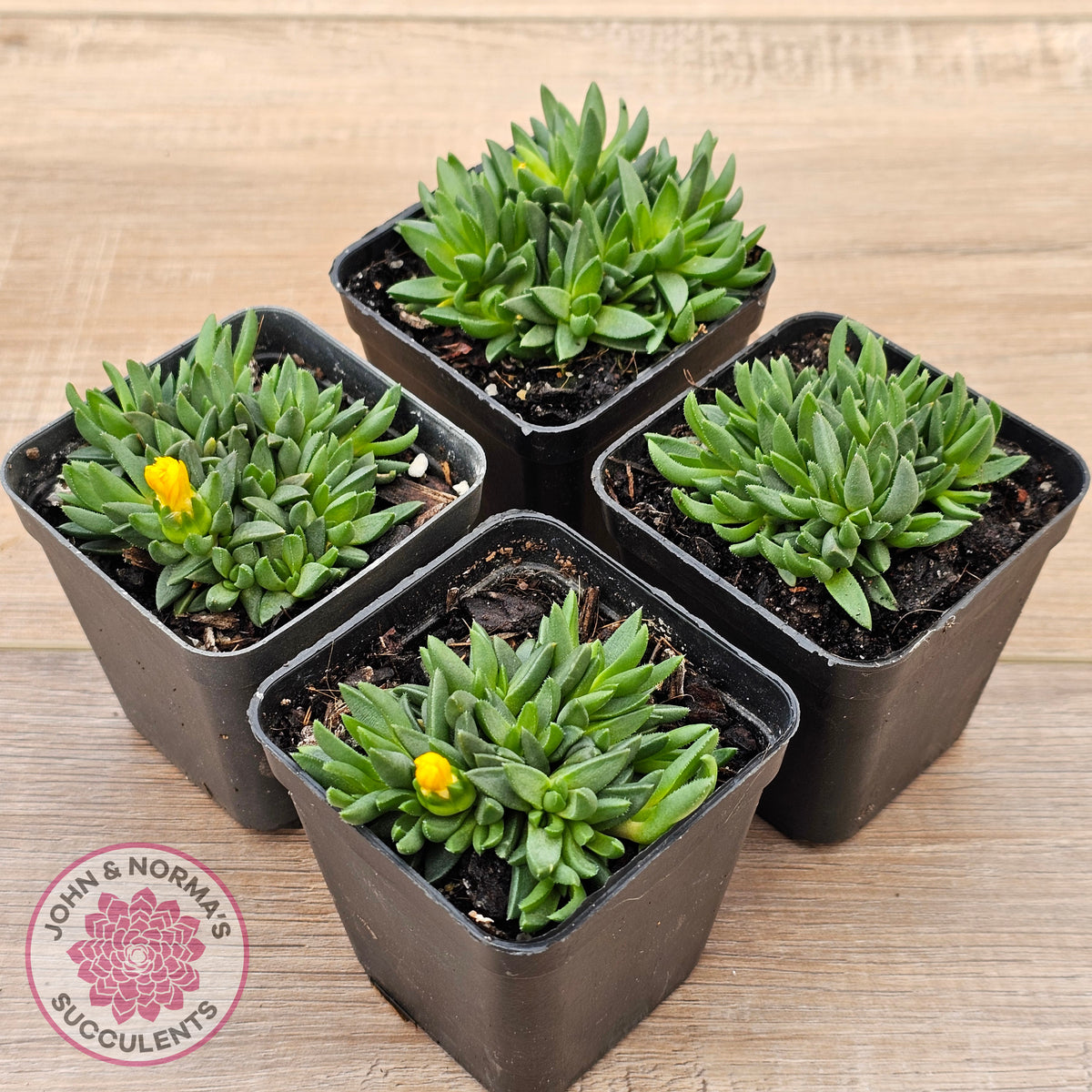 Delosperma congestum 'Gold Nugget'