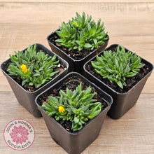 Load image into Gallery viewer, Delosperma congestum 'Gold Nugget'