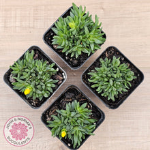 Load image into Gallery viewer, Delosperma congestum 'Gold Nugget'