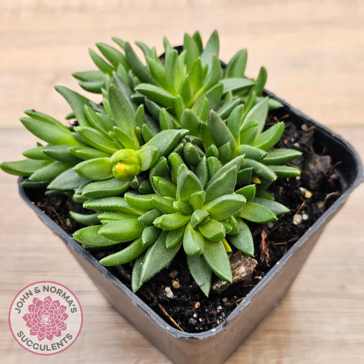 Delosperma congestum 'Gold Nugget'