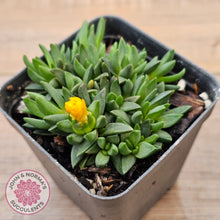 Load image into Gallery viewer, Delosperma congestum 'Gold Nugget'