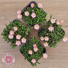 Load image into Gallery viewer, Drosanthemum speciosum 'Kliprand'