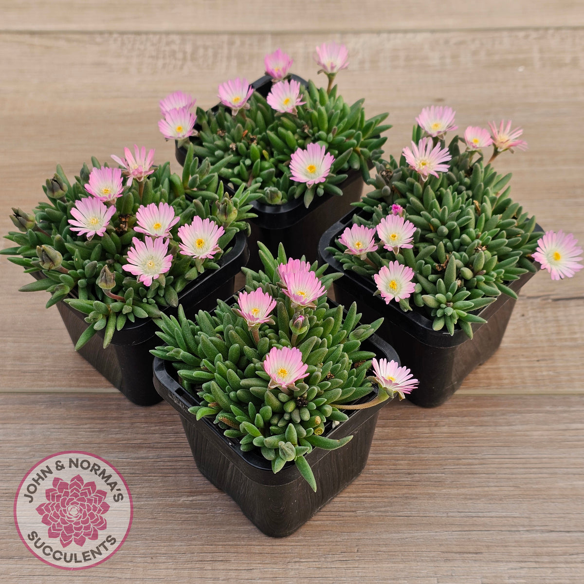 Drosanthemum speciosum 'Kliprand'