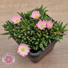 Load image into Gallery viewer, Drosanthemum speciosum 'Kliprand'