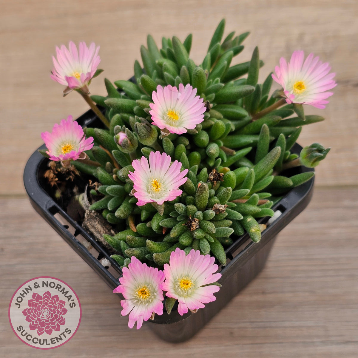 Drosanthemum speciosum 'Kliprand'