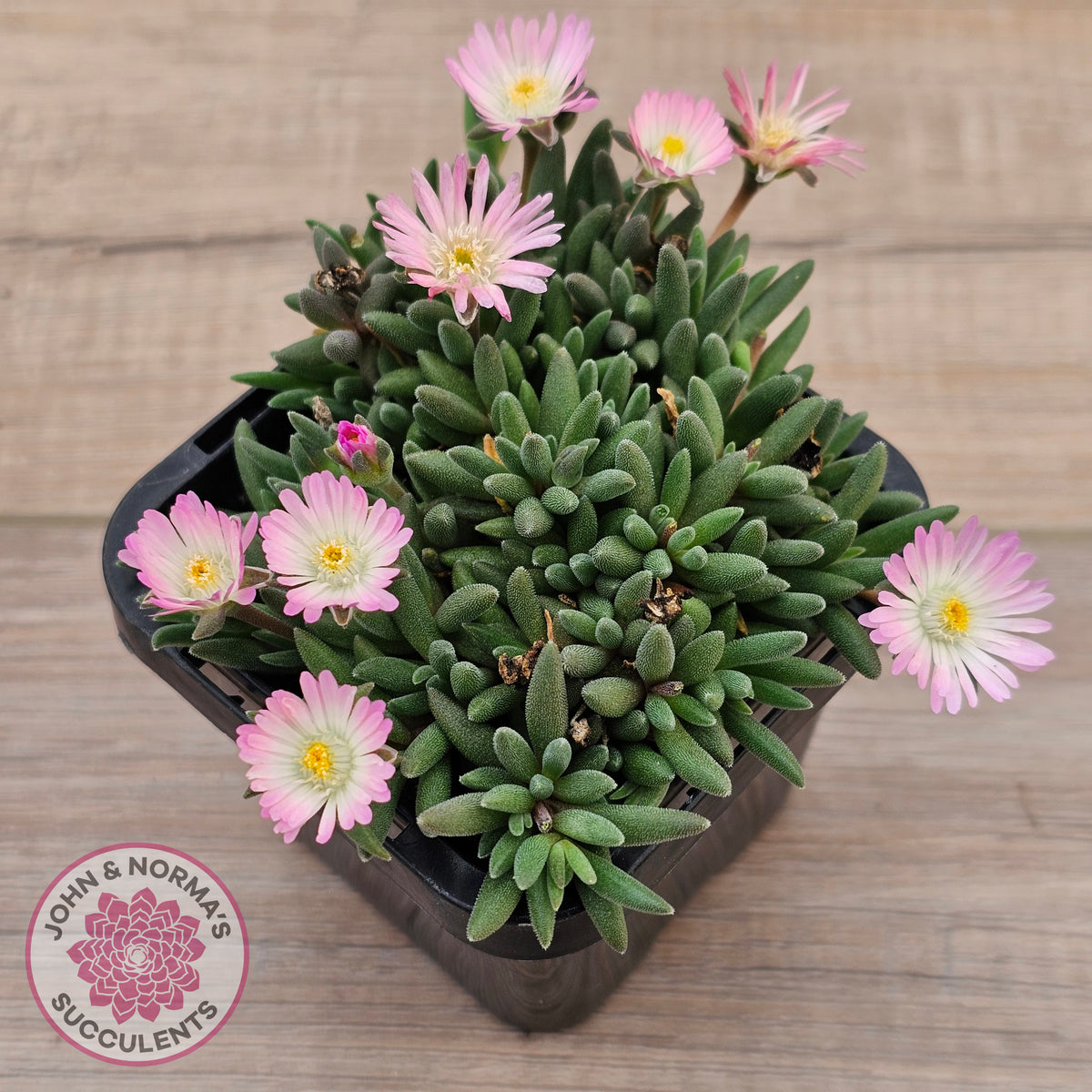 Drosanthemum speciosum 'Kliprand'