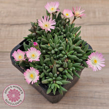 Load image into Gallery viewer, Drosanthemum speciosum 'Kliprand'