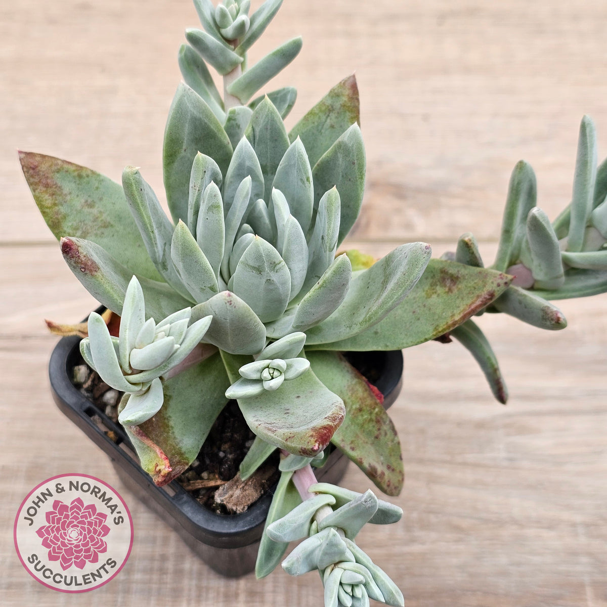Dudleya farinosa (Lindl.) Britton & Rose