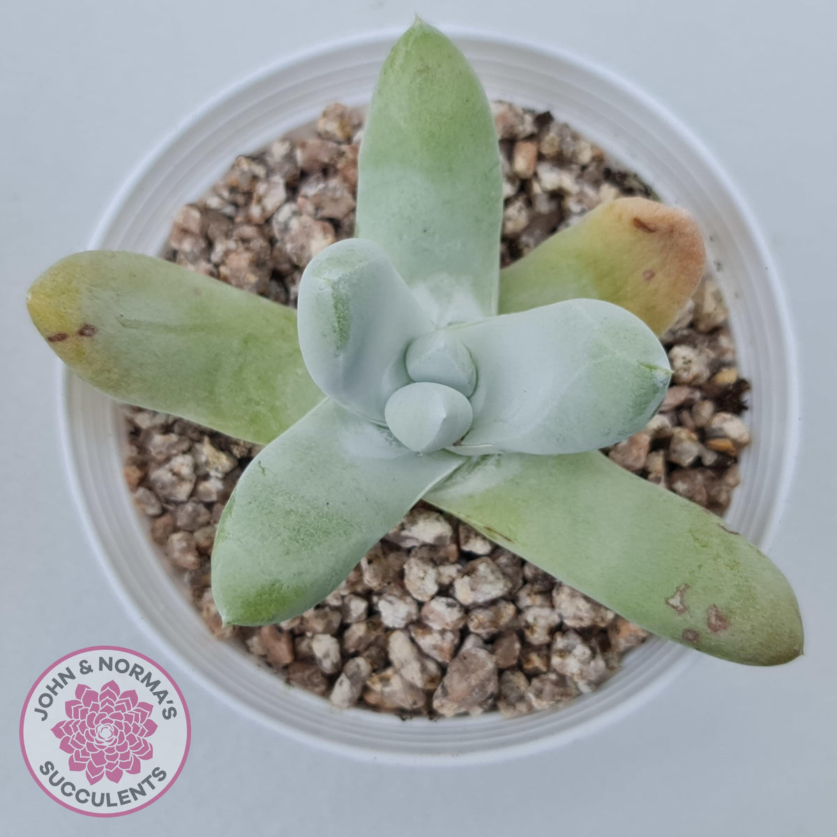 Dudleya Pachyphytum