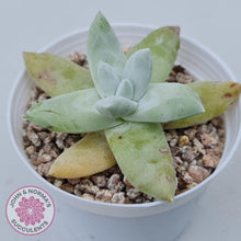 Load image into Gallery viewer, Dudleya Pachyphytum - John & Norma's Succulents Australia